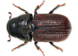 mountain-pine-beetle2
